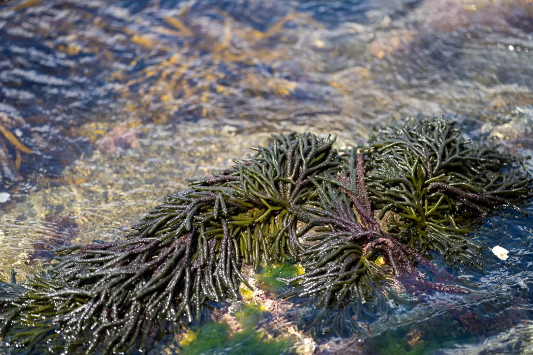 Des algues comestibles poussent sur les rochers de l ocean, pretes a etre recoltees